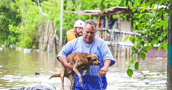 Em meio a ciclone, RS tem ruas alagadas e leões-marinhos na calçada