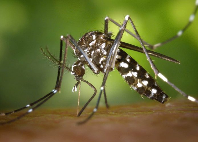 Brasil chega a 2 milhões de casos em 2024