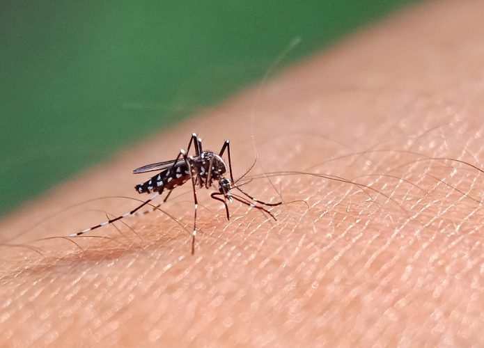 Brasil atinge 1,6 mil mortes por dengue 