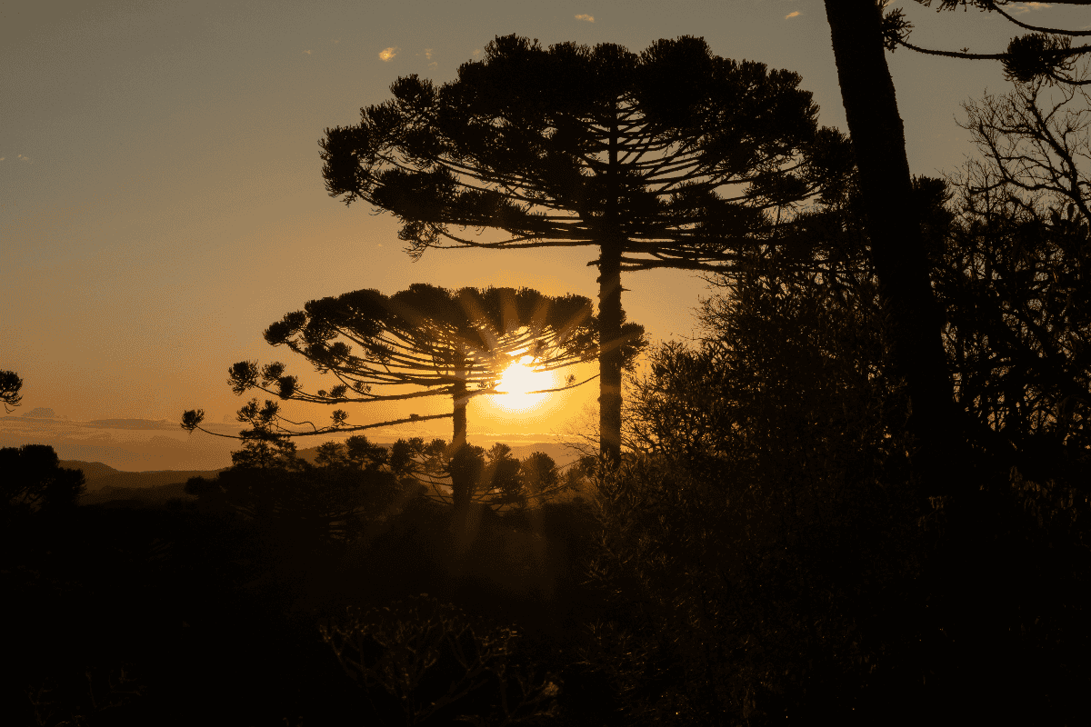 Humanos impactaram a distribuição de árvore importante no Brasil