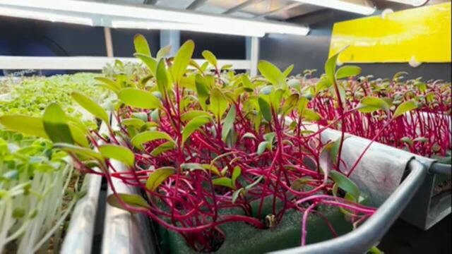 Salada em miniatura: conheça os microverdes considerados um superalimento