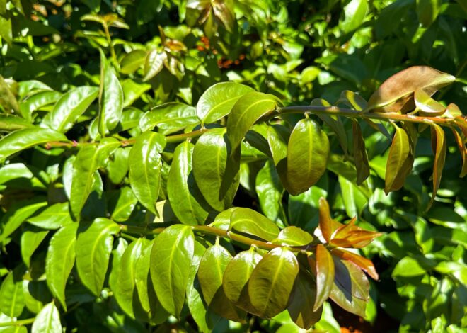 Veja dicas para cultivo e consumo de plantas alimentícias não convencionais (PANCS)