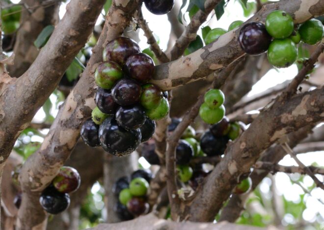 Por que a jabuticaba sempre aparece entre as melhores frutas do mundo? Veja o que ela tem de especial