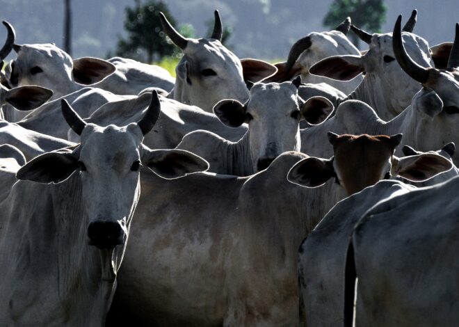 Agro brasileiro abre mercados para 29 produtos em 9 países nos primeiros dias de abril