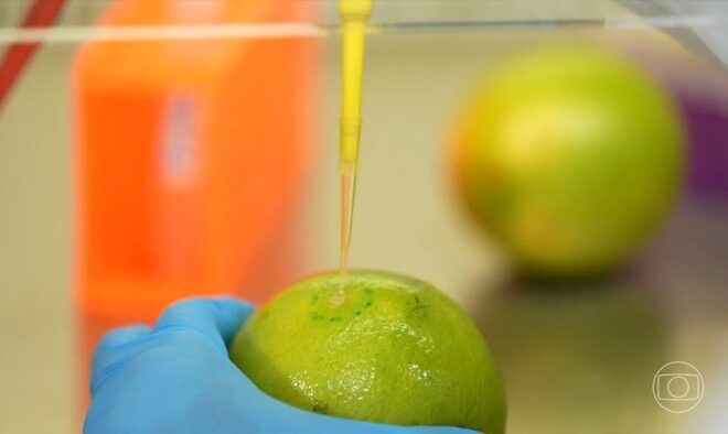 Pesquisadores brasileiros desenvolvem biodetergente capaz de prolongar a vida útil de frutas e legumes