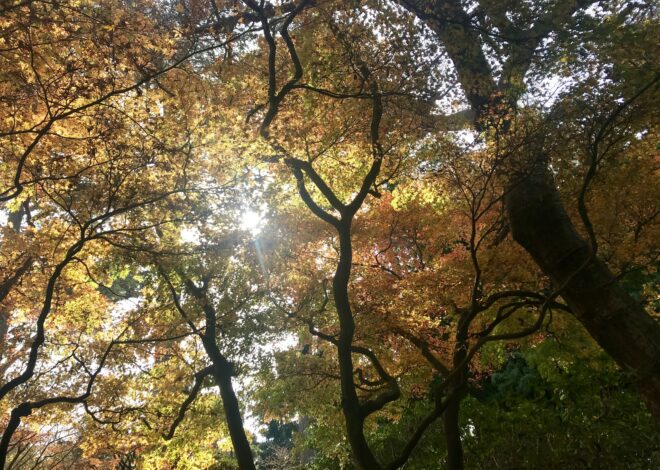 Contato com a natureza ajuda a melhorar o bem-estar dos idosos