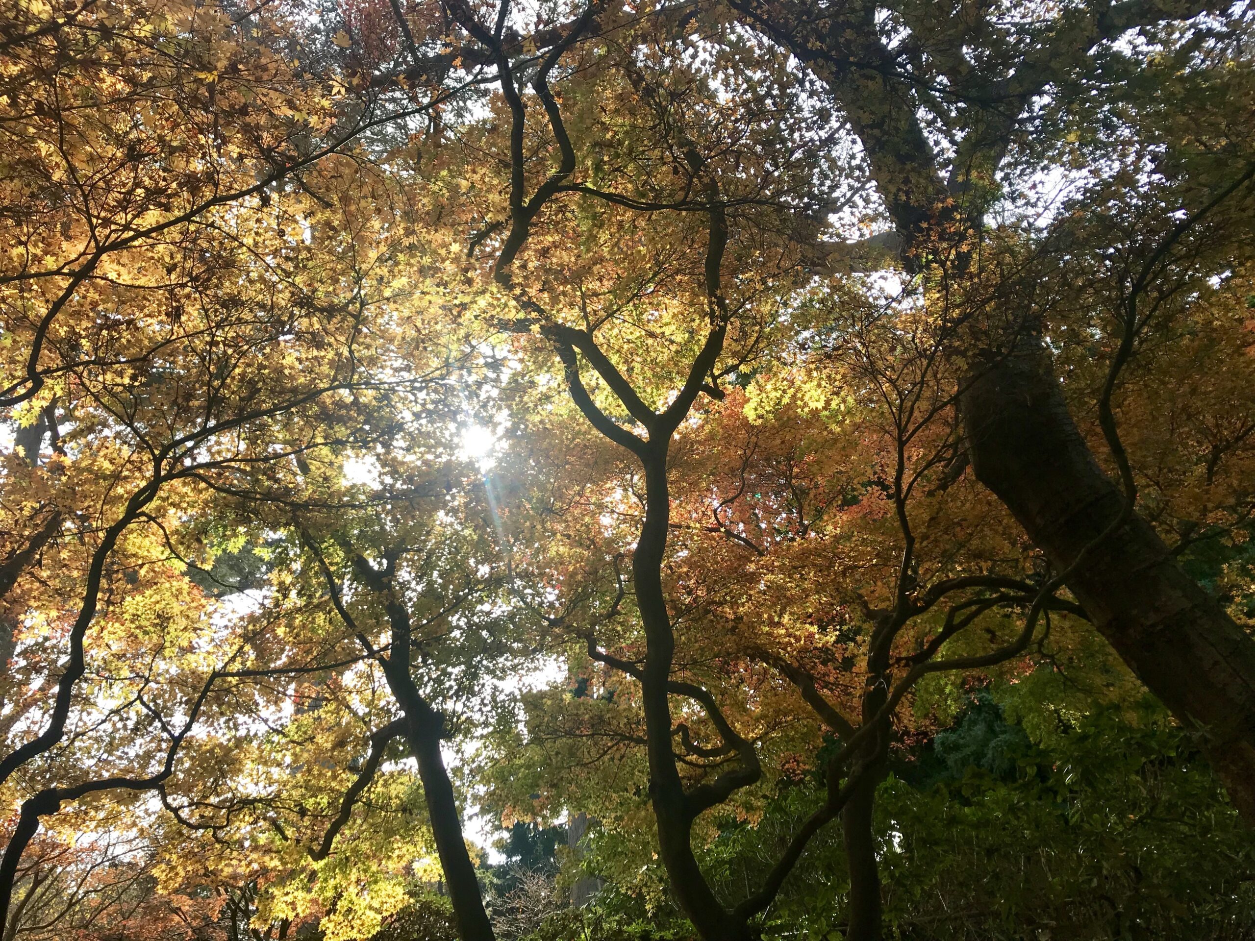 Contato com a natureza ajuda a melhorar o bem-estar dos idosos