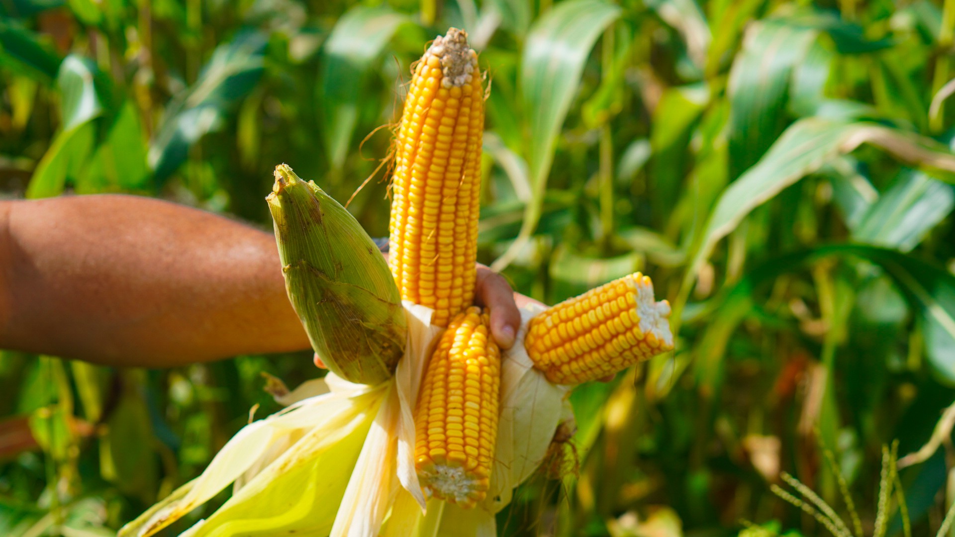 Guerra no Irã derruba em mais de 30% exportações brasileiras ao Golfo Pérsico