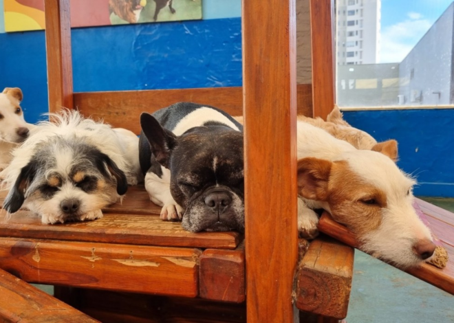 Governo sanciona lei que institui guarda compartilhada de pets em caso de divórcio; veja regras