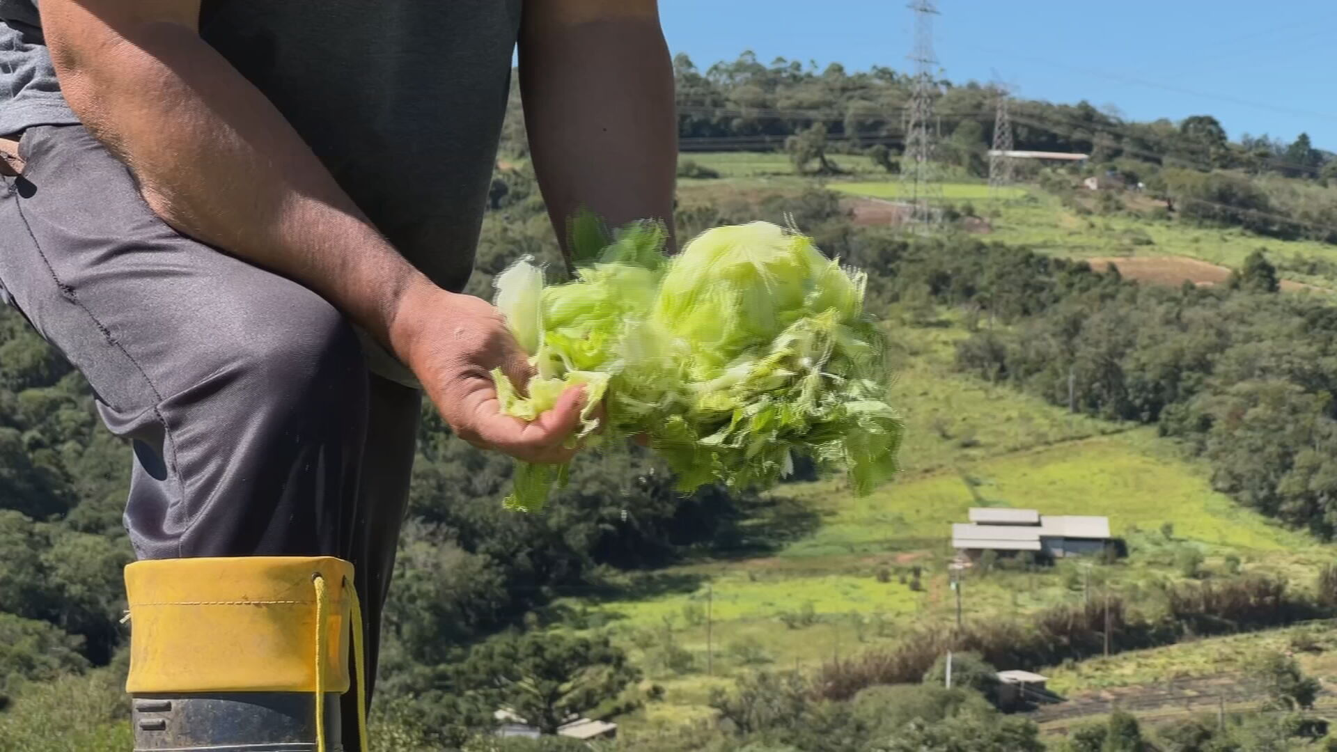 Temporal causa prejuízos na zona rural de Piedade; produtores perdem toneladas de alimentos
