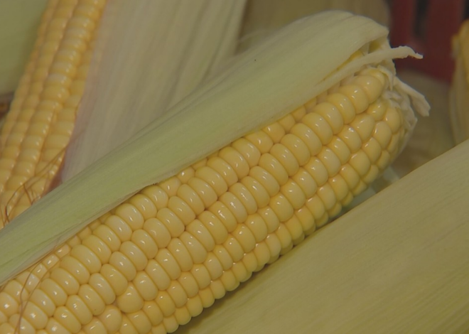 De espiga à pamonha: Capela do Alto mantém tradição e renda com cultivo de milho